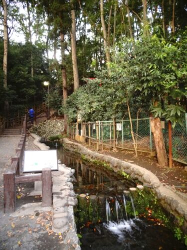 国分寺市のお鷹の道・真姿の池湧水群