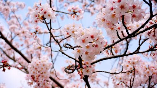 稲沢市の桜ネックレス