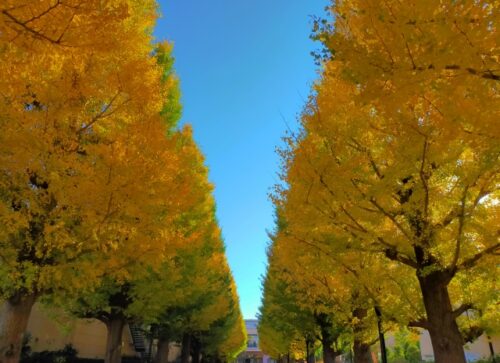 昭島市昭和の森いちょう並木
