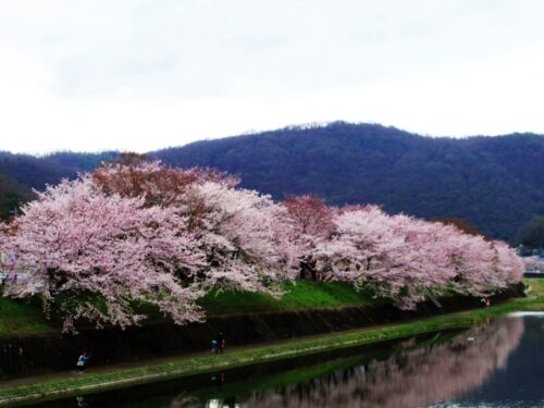 井原市の井原堤の桜